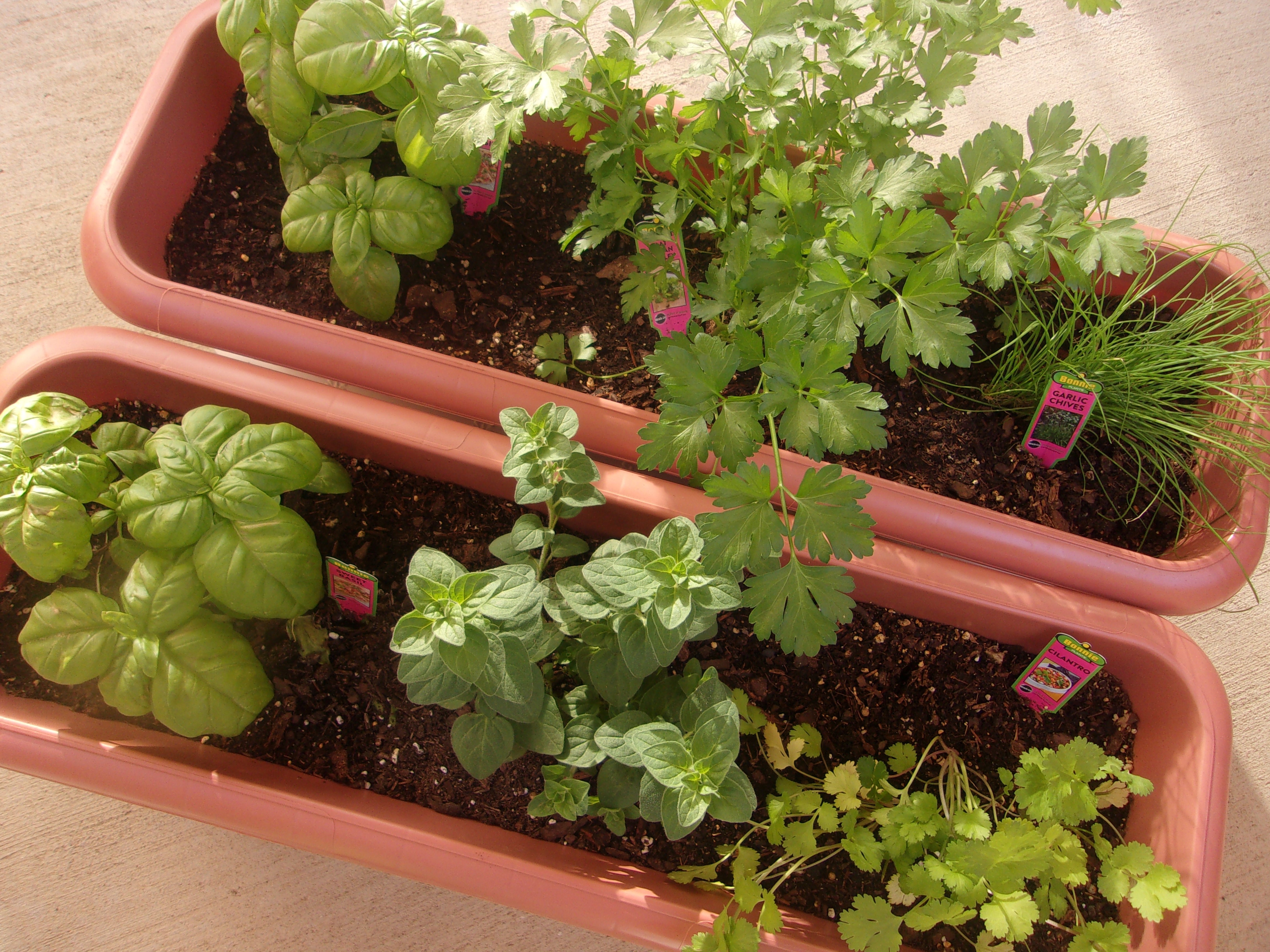 My Container Herb Garden